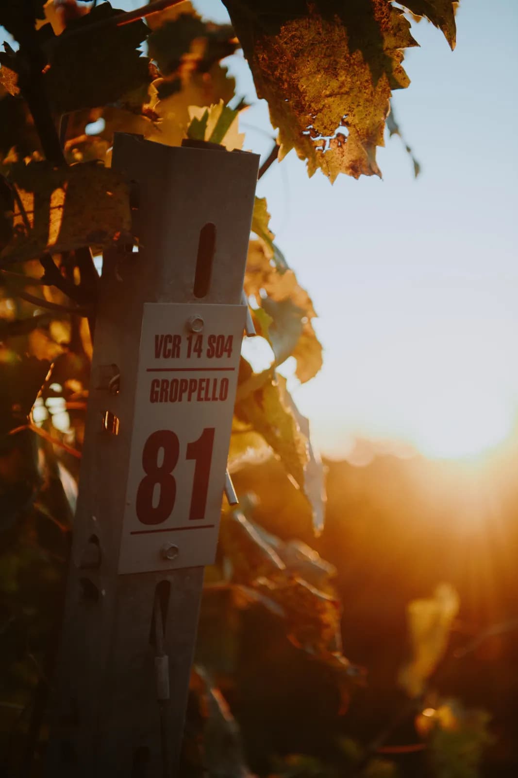 Das Groppello-Schild an der Rebzeile bei Sonnenuntergang