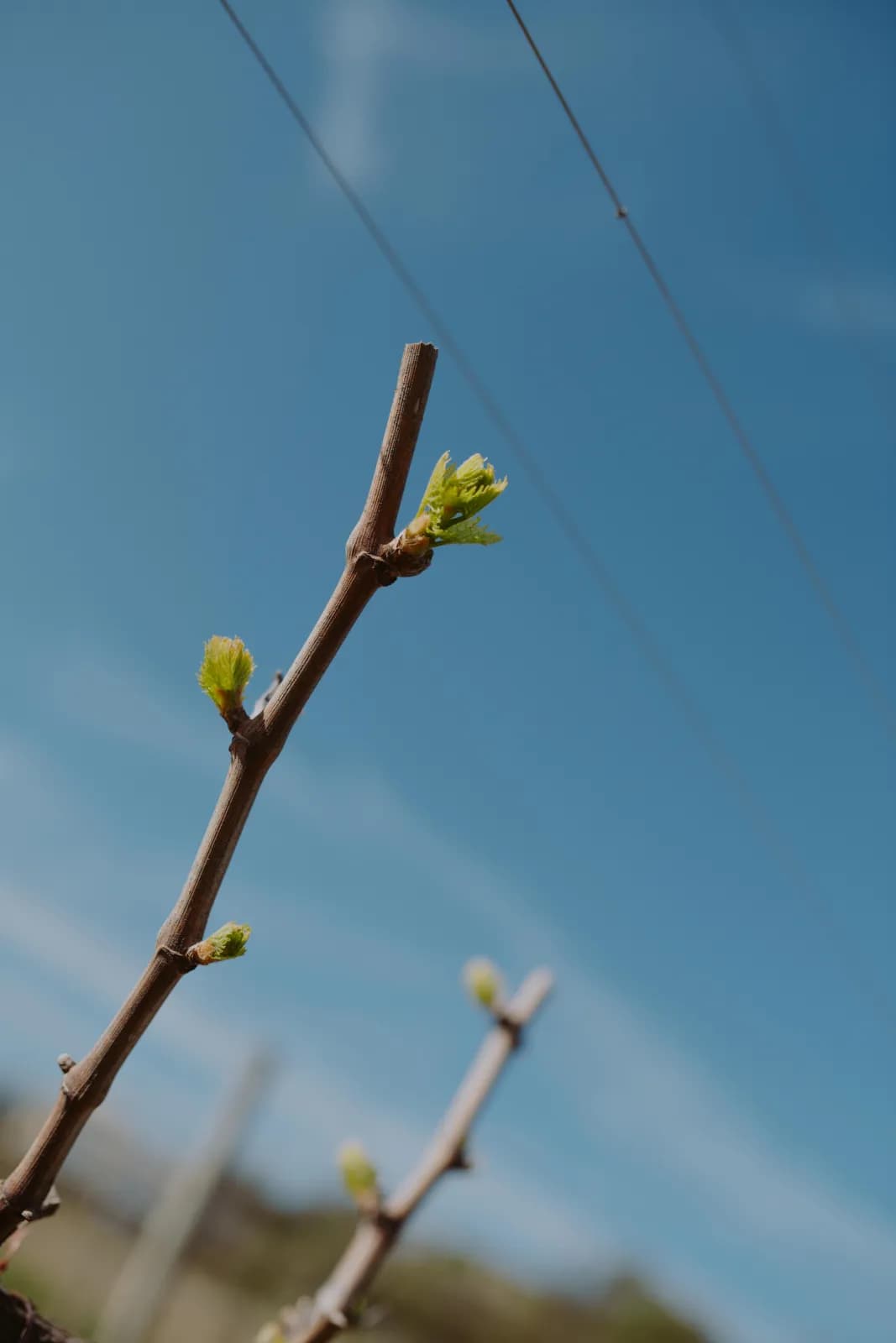 Eine Rebknospe im Frühling