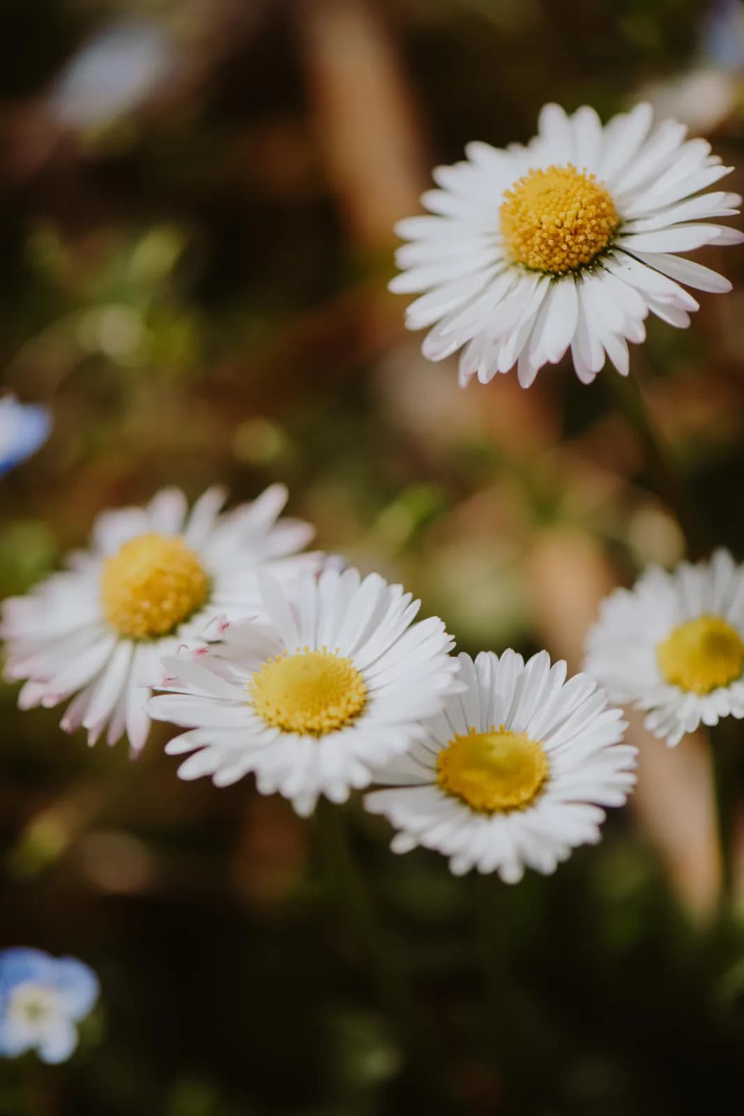 Gänseblümchen zwischen den Rebzeilen
