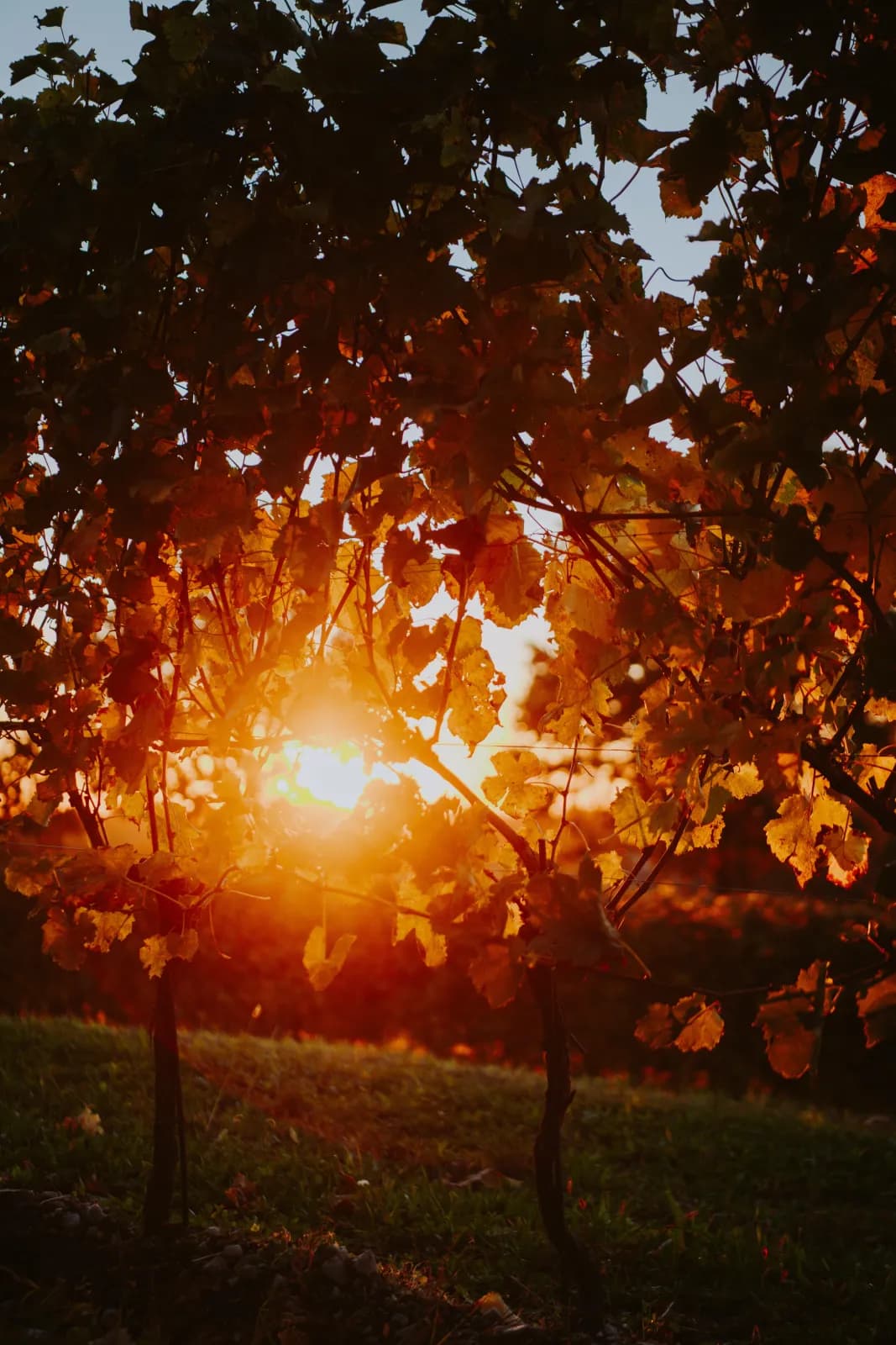 Sonnenlicht zwischen den Herbstblättern
