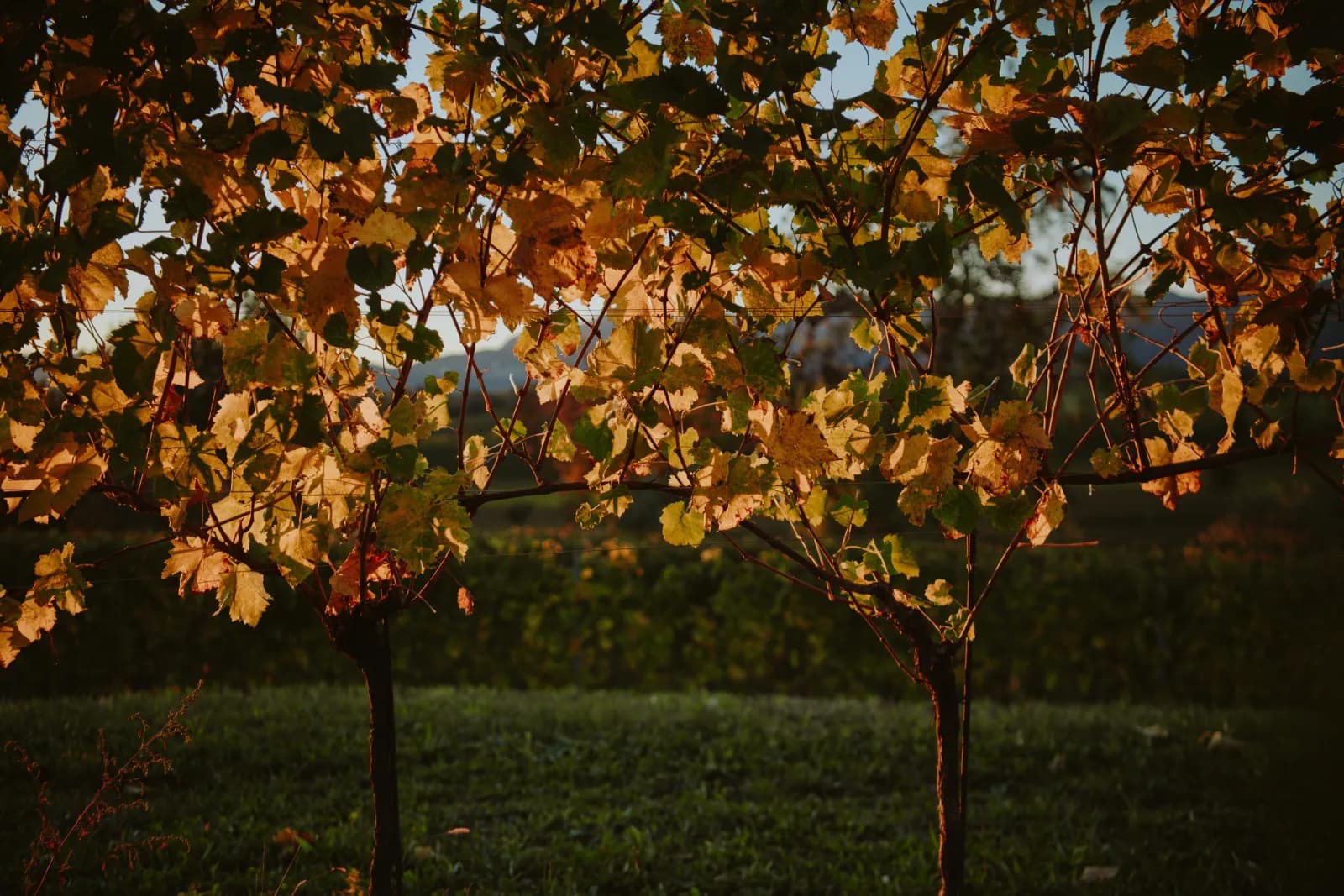 Der Weinberg im Herbst
