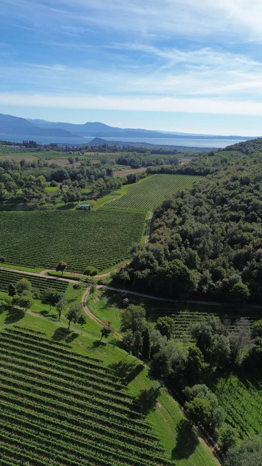 Veduta aerea dei vigneti della tenuta, con il Lago di Garda sullo sfondo