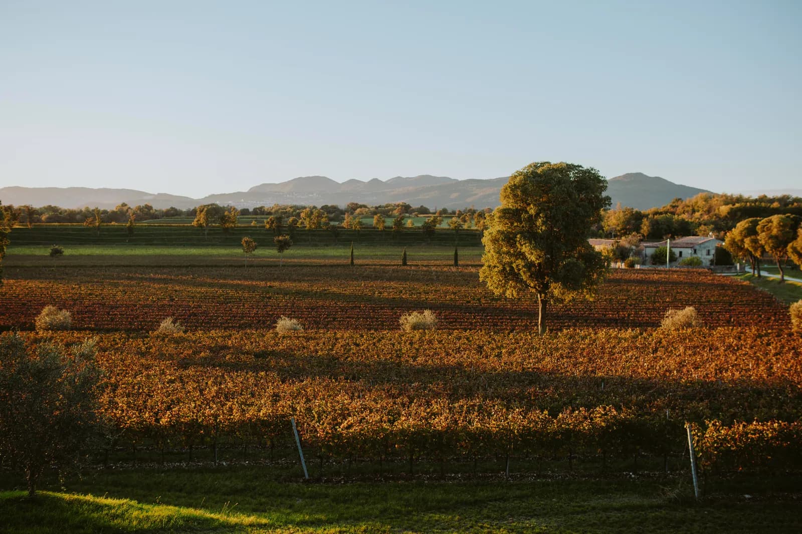 Il vigneto d'autunno nella luce del tramonto, con un albero isolato e le colline