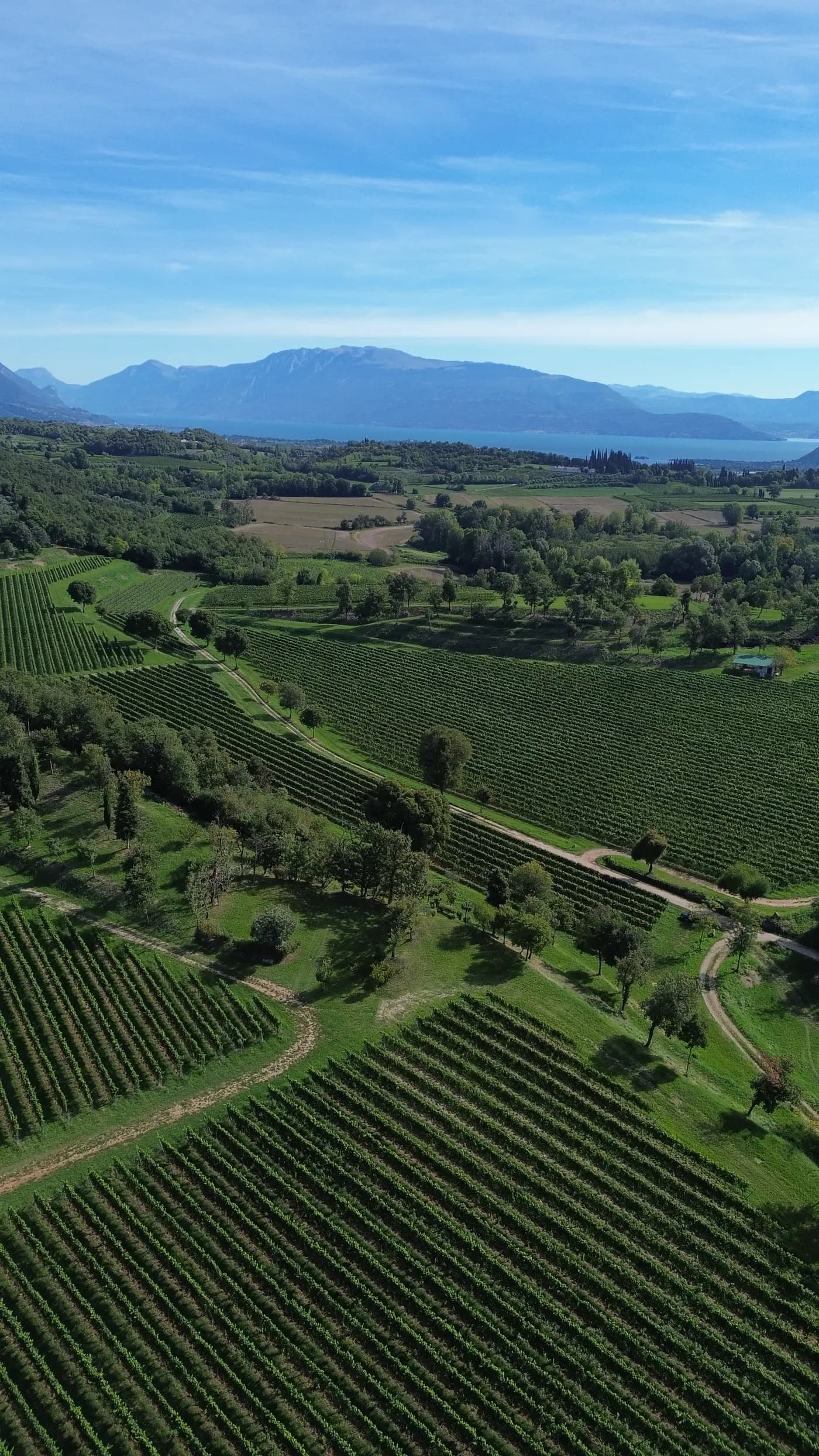 Le colline della Valtènesi dall'alto: vigneti, boschi e il lago di Garda sullo sfondo