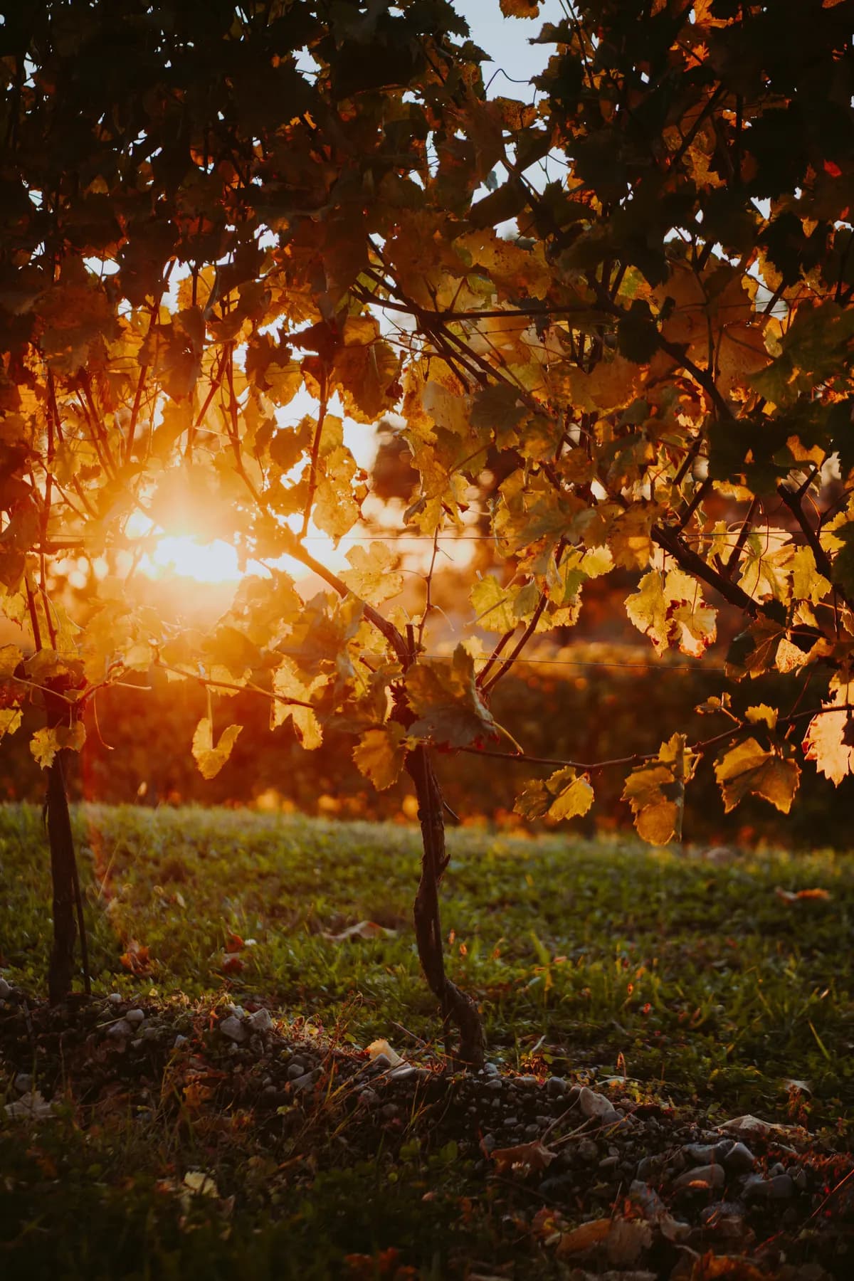 Le foglie della vite accese dal sole basso, in controluce